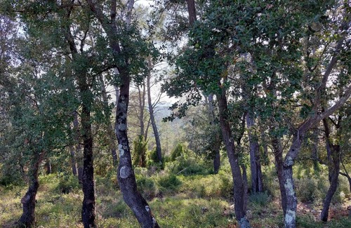 Vidauban Cabin | Bain de Nature - Châlet Provençal au Milieu de la Forêt
