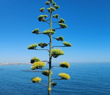 Bisceglie Villa | Banfi's villa on the sea