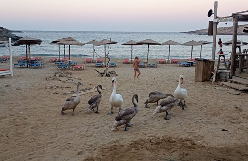 Andros House | Beachfront accomodation on one of Andros's best beaches