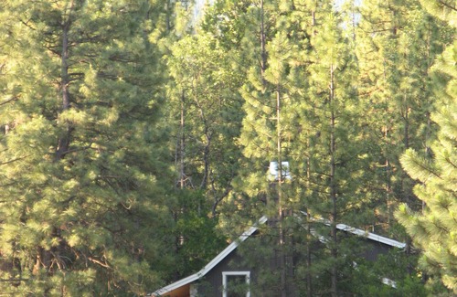 Burney House | Beautiful New Home in Forest-like setting