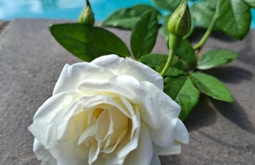 Potchefstroom Bed & Breakfast | Bella Rosa