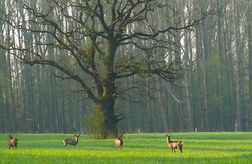 Kirchwerder Apartment | Biohof Eggershof - owl nest