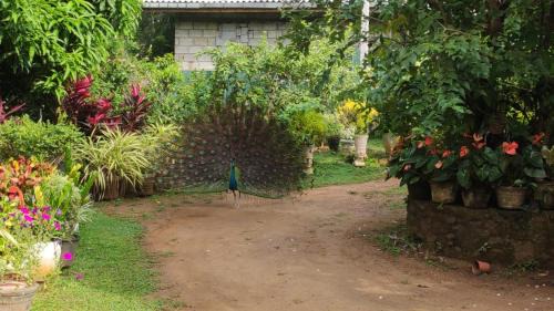 Tangalle House | Bird House Villas