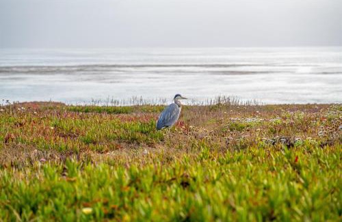 San Simeon House | Blue Haven-Oceanfront Stay Near Cambria & Beaches