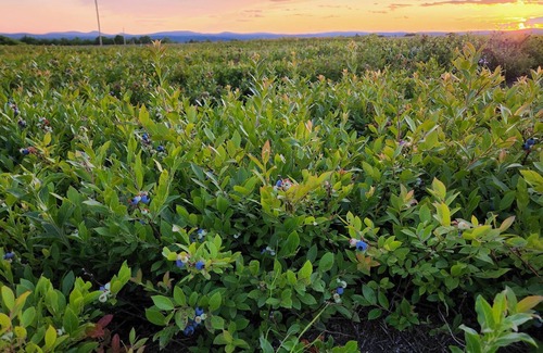 Ellsworth House | Blueberry Retreat! Camper with water, heat, ac, and power in a blueberry field