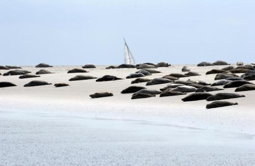 Borkum Apartment | BORKUMUNTERKUNFT - WOH1 - IM HERZEN DER INSEL