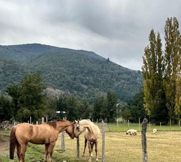 Antuco Ski Chalet | Bosque