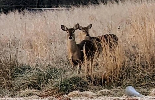 Warne House | Bucolic Mountain View Stargazing Sunsets Wildlife