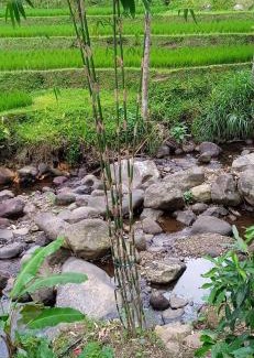 Pupuan Other | Bucu Riverside
