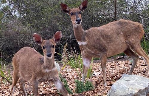 Lake Brenton House | Bushbuck Terrace