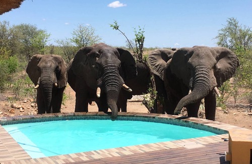Phalaborwa Villa | Bushvilla Umoja Kruger - wildlife without fences