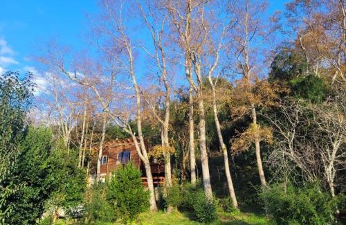 Llifen Cabin | Cabañas Llifenativo