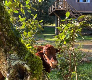 Cambara do Sul Hotel | Cabanas Imbuia