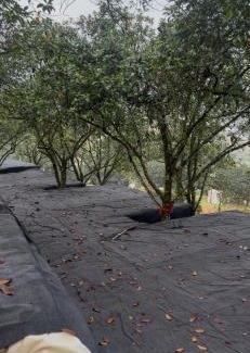 Hulu Langat Other | Camping ground at Maju farm house