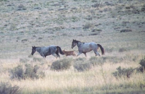 Chambers RV Rental | Camping on Route 66 near our Crystal Mountainn