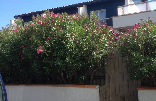 Cap-Ferret Apartment | CAP-FERRET Center T2 JARDINET SUD at 50m OCEANE BEACH. PROMOTIONS 10% July/August