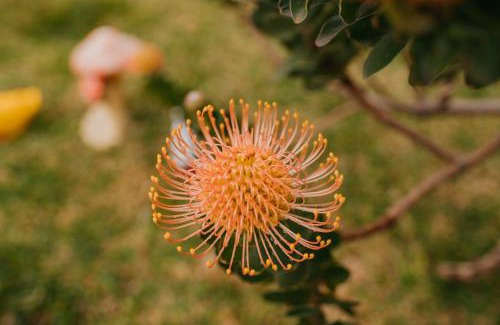 Faial House | Casa do Faial