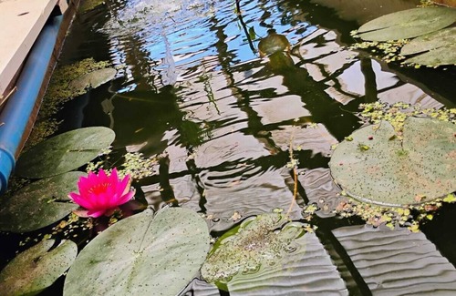 Paine House | Casa Niwa Koi Entre Peces