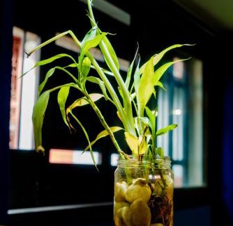 Hell-Ville Apartment | Cattleya Guest house