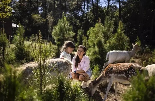 Curcay-sur-Dive House | Center Parcs - Domaine Le Bois aux Daims - 4 Room Cottage 6 People Comfort