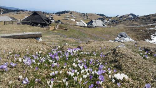 Kamnik Ski Chalet | Chalet Pehta Velika Planina