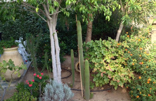 Ajaccio Apartment | Charming air-conditioned studio at the foot of the beaches, 4p, with its pretty tree-lined terrace