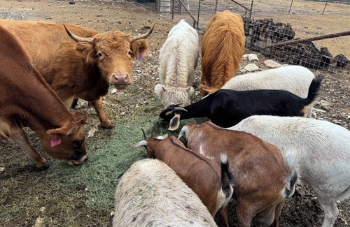 Belton House | Charming barn in wonderful Belton with Highland Cows