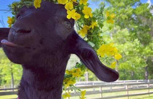 West End Other | Charming country farm with animals