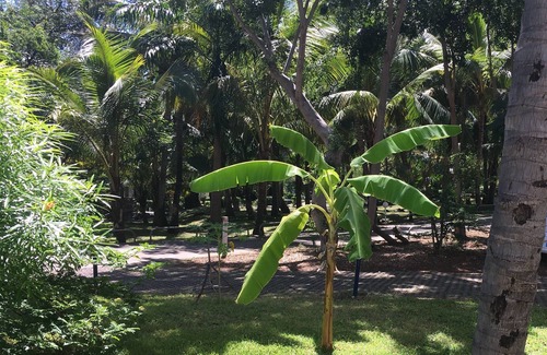 Boucan Canot Apartment | Charming T2 in Boucan Canot - La Canotière du Boucan - 55 m²
