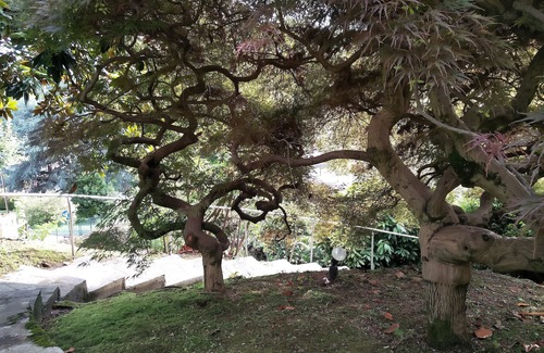 Pettenasco Villa | Charming Villa Francione - Private gardens and stunning views