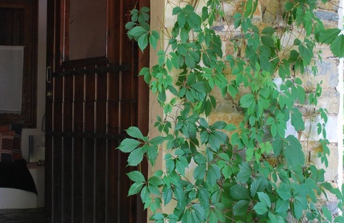 Skopelos Cottage | CHESTNUT TREE COTTAGE PRIVATE POOL PEACEFUL RURAL SETTINGS