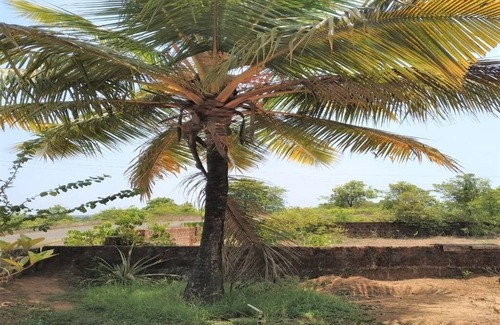 Kudal House | CHINTAMANI BUNGALOW.