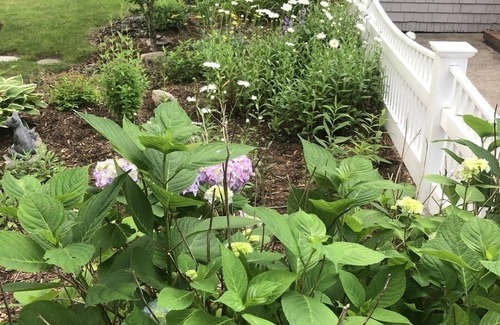 South Yarmouth House | Close-to-all, yet quiet and relaxing Cape Cod getaway!