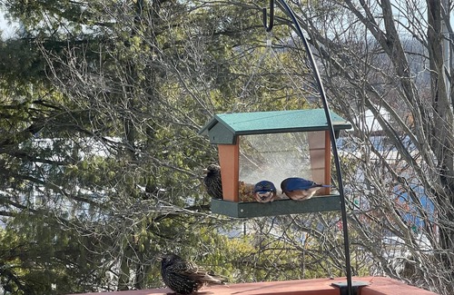 Bloomington Condo | Clownfish Condo: Walk to IU+Downtown & Pickle-ball + Ping-pong