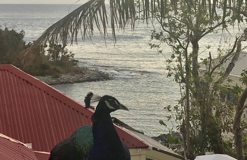 Estate Enighed Condo | Conch Villa Vista - Newly renovated condo in paradise - Cruz Bay, St John, USVI