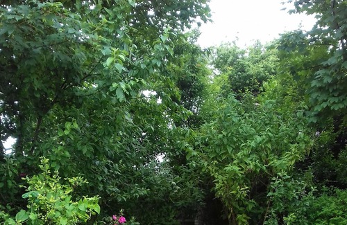 Ennis House | Cosy town centre townhouse with a large back garden
