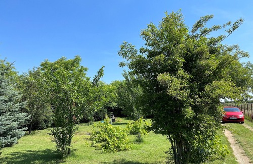 Gardony Cabin | Cozy cabin close to Budapest and Lake Velence (Pet-Friendly)