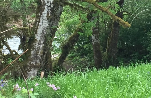 Forks Cabin | Cozy Cabin On The Sol Duc River Sleeps Four. Fully Supplied Kitchen And Linen's.