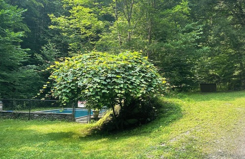 Long Eddy Cabin | Cozy Catskills cabin with POOL outside Callicoon by the Delaware River