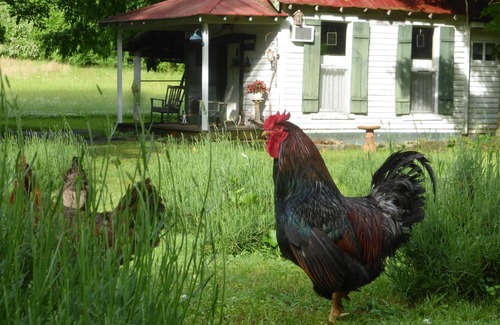 Mulberry Cottage | Cozy Cottage at Lavender Farm near Jack Daniel's Distillery, with breakfast