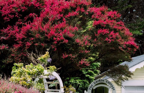 Mendocino Cottage | Cozy, Romantic Cottage just 3 minutes from the village of Mendocino!