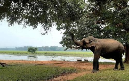 Kataragama House | Crocodile park Bungalow
