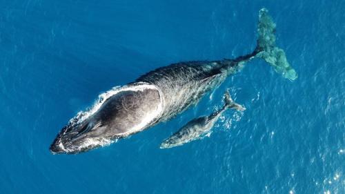 Saint-Leu Boat Rental | Croisièouest bateau privatise O6, 93,70,59,79