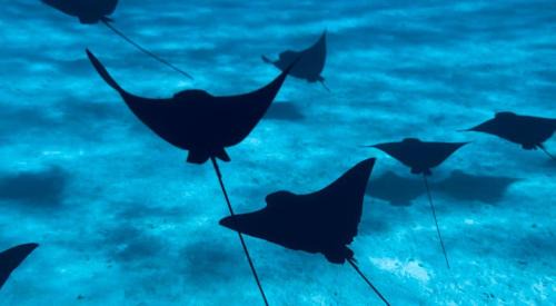 Bora Bora Boat Rental | Croisière paradisiaque à Bora bora