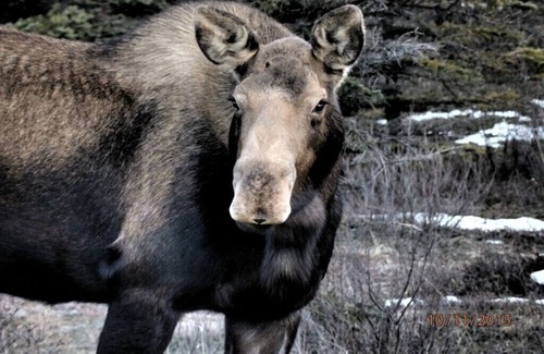 Healy Cabin | Denali Wildlife Wolf Cabin Luxury with a touch of Rustic.
