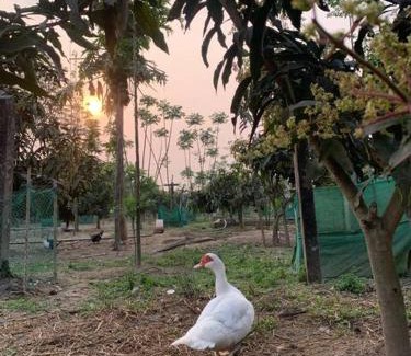 Kawasoti Resort | Devchuli Farm House, Luxury Resort