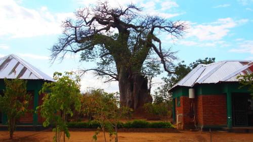 Mfuwe Cabin | Dewclaw Baobob Safari Lodge