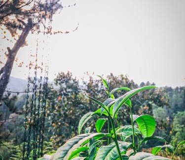 Moragolla Hotel | DEYO MIST