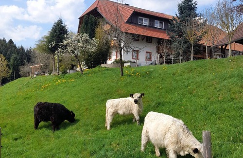 Biederbach Apartment | Dischhof - vacation apartment 90sqm, 3 bedrooms, max. 7 pers., 1 - 7 persons