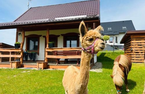 gmina Stezyca House | Domki Eden Kaszuby balia sauna alpaki mini zoo